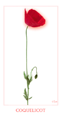 Coquelicot